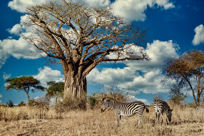 Cada 25 de mayo se celebra el Día de África como conmemoración de la fundación en 1963 de la Organización para la Unidad Africana, actualmente conocida como Unión Africana. Foto: Freepik.