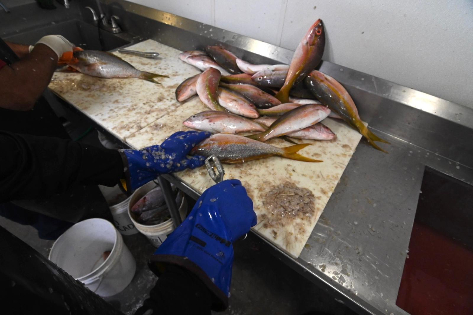 DACO activa operativo especial en Semana Santa para fiscalizar pescaderías y supermercados