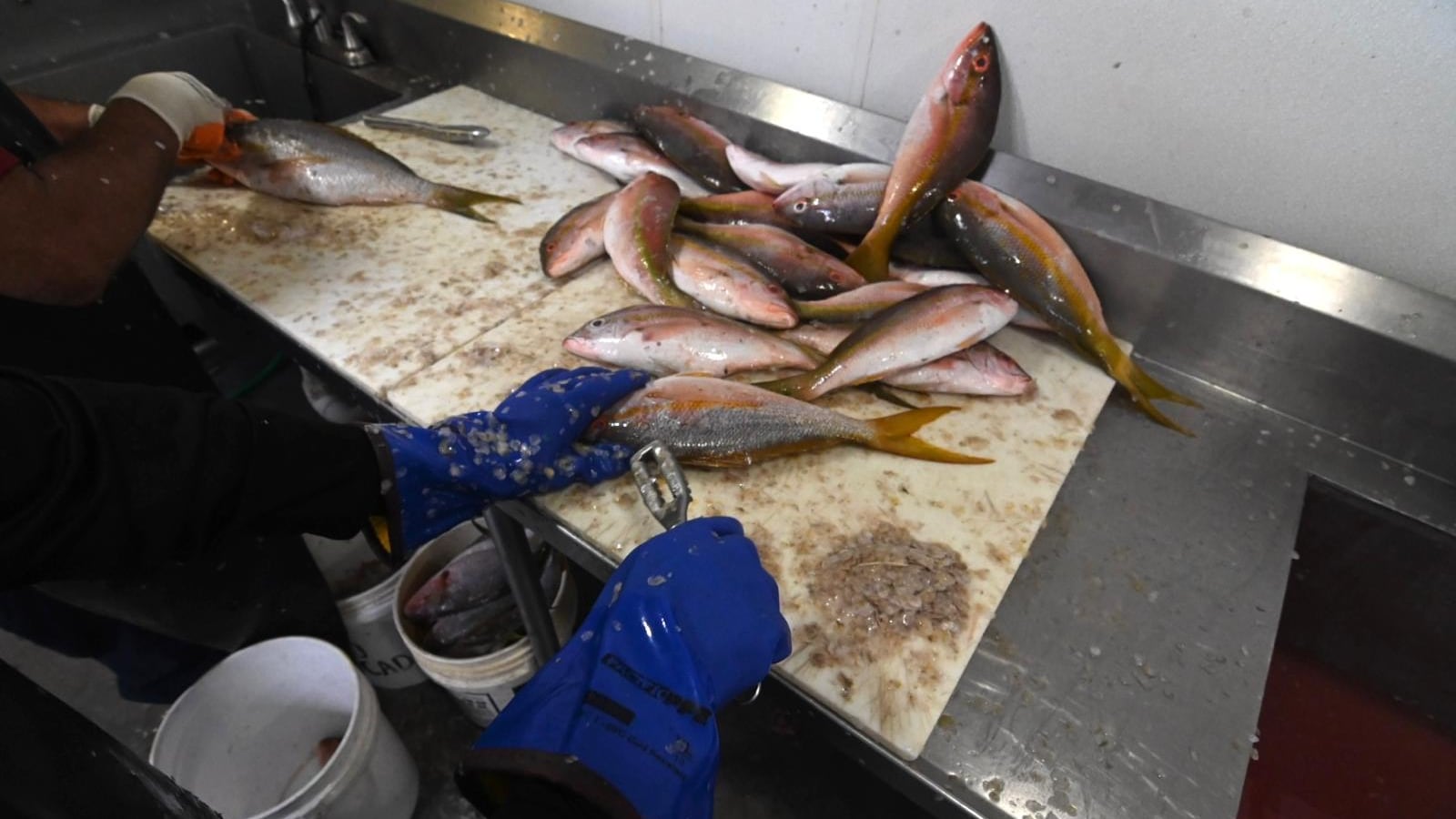 Operativo DACO en pescaderías