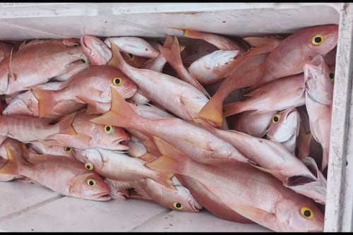 Pescadores alcanzan acuerdo verbal con DRNA para trabajar mientras renuevan sus licencias