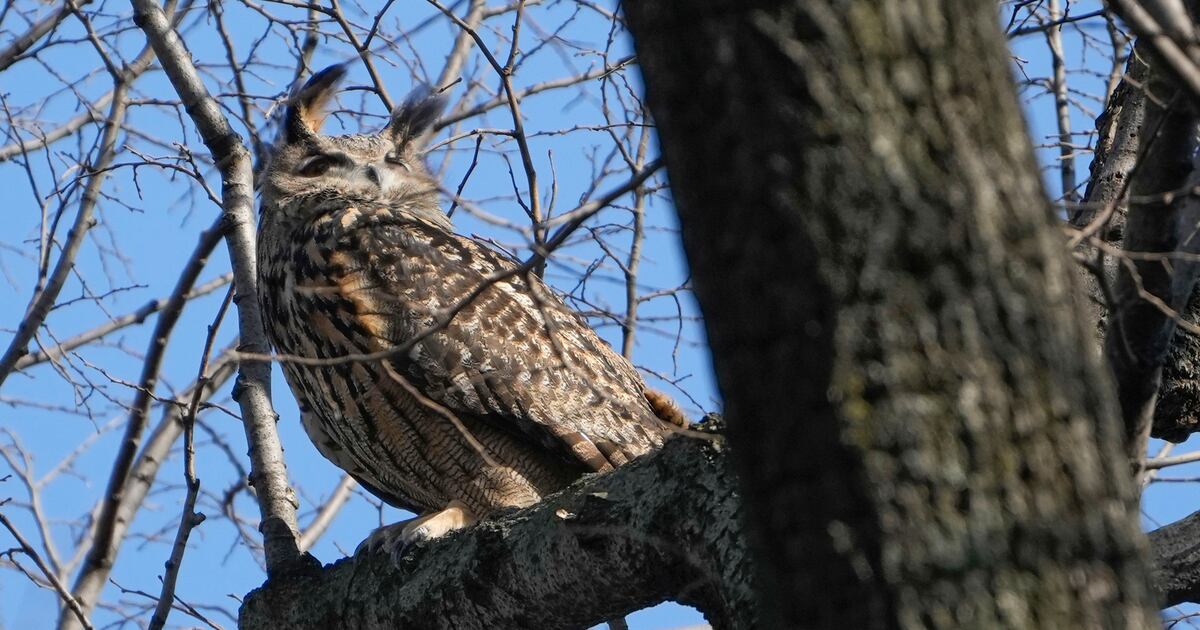 Muere ‘Flaco’ el querido búho de Nueva York – Metro Puerto Rico
