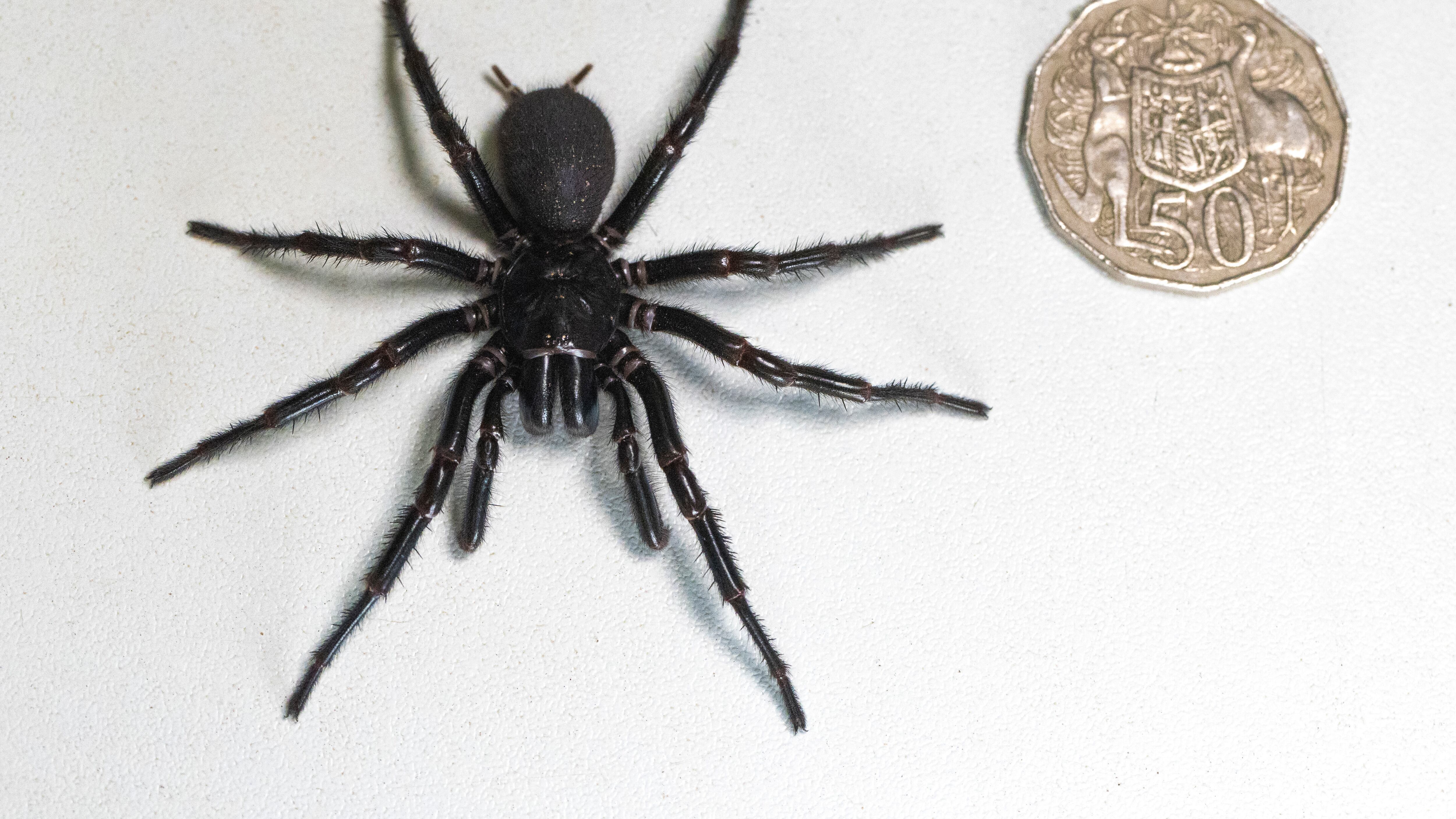 araña
