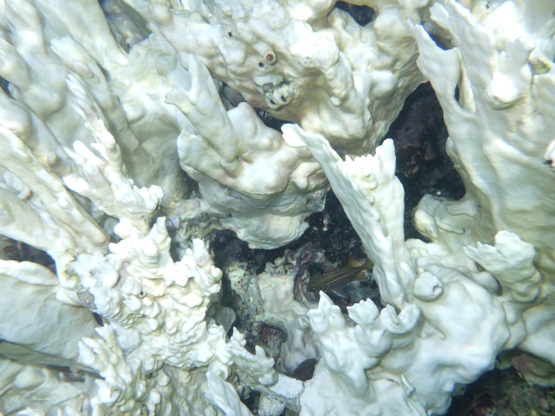Un arrecife deteriorado frente a St. John, en las Islas Vírgenes de Estados Unidos. Después de esos 15 segundos, los científicos del WHOI activan su Sistema de Reproducción Acústica de Arrecifes (RAPS en inglés) para añadir los sonidos de un arrecife más saludable grabado en otro lugar.

Foto por Freeman Rogers | The BVI Beacon