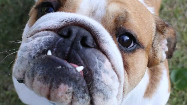 Lo que cobra por un día de trabajo el perro de Lewis Hamilton