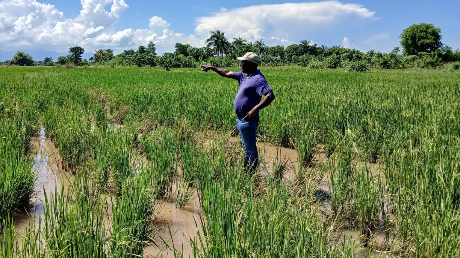 Guillaume Josaphat, agricultor de 60 años, señala la extensión de su campo de arroz en Maribahoux