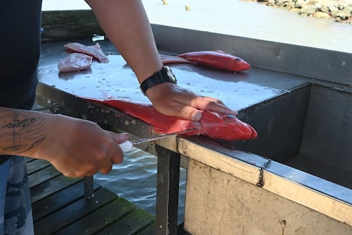 DRNA decreta moratoria de 60 días en multas por pesca sin licencia