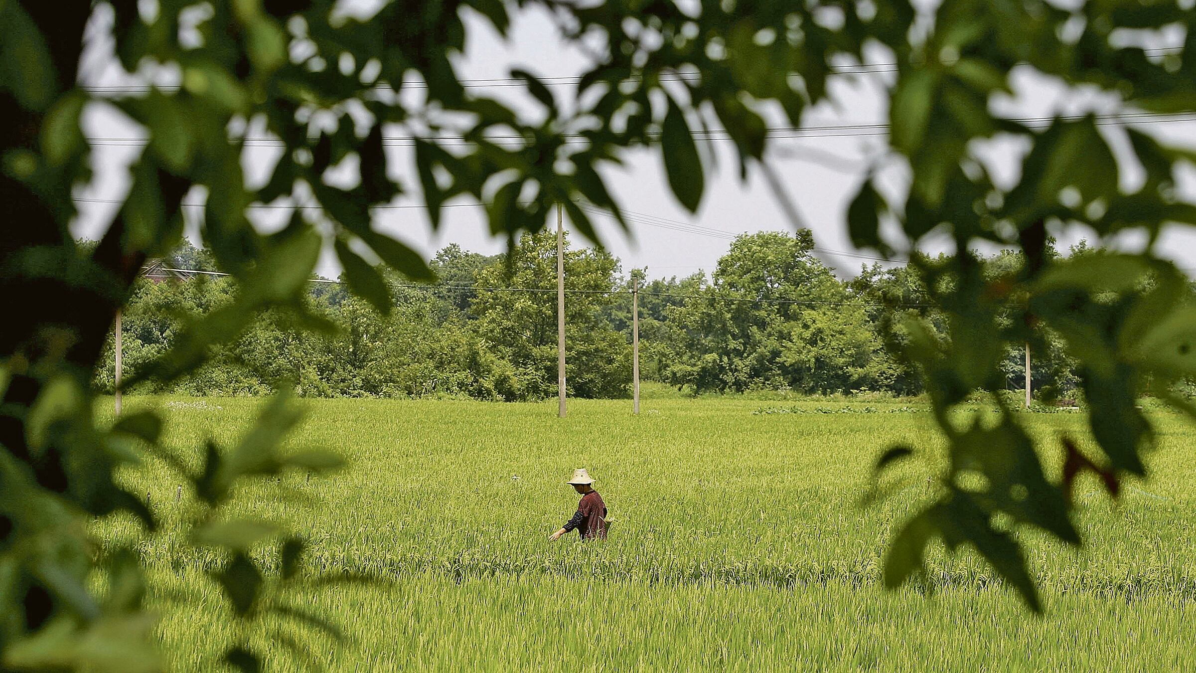 Un agricultor al centro de una panorámica en la que se observa una plantación, totalmente verde. El hombre se ve desde la cintura hacia arriba.