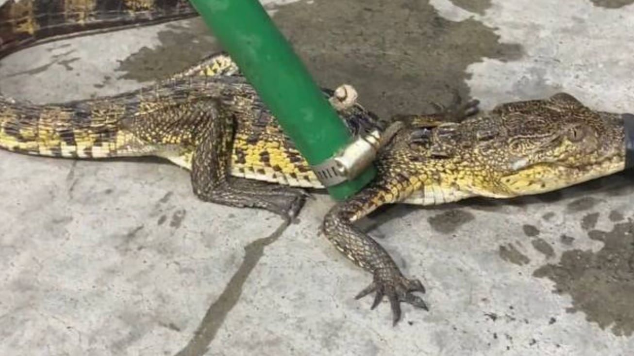 El reptil ya está en resguardo por el Zoológico de León.
