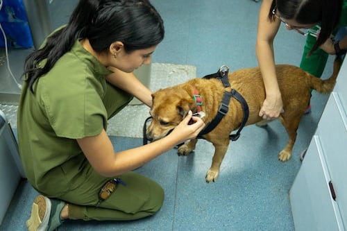 Municipio de San Juan reforzó su apuesta por el bienestar animal en comunidad Villa Prades