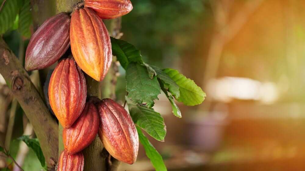 La razón por la que el chocolate se encuentra en peligro