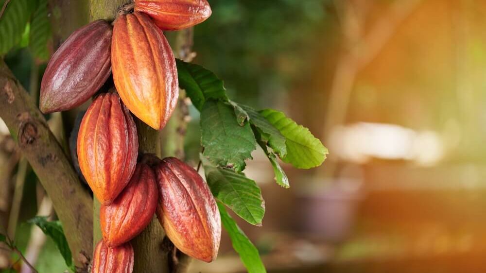 La razón por la que el chocolate se encuentra en peligro