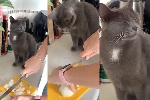 VIDEO: Captan a un gato llorando mientras su dueño corta cebolla