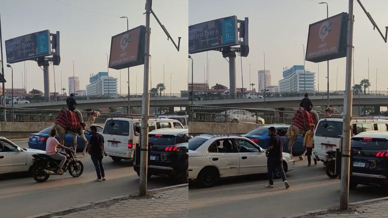 El hombre que pasó por la calle con el camello ya es tendencia.