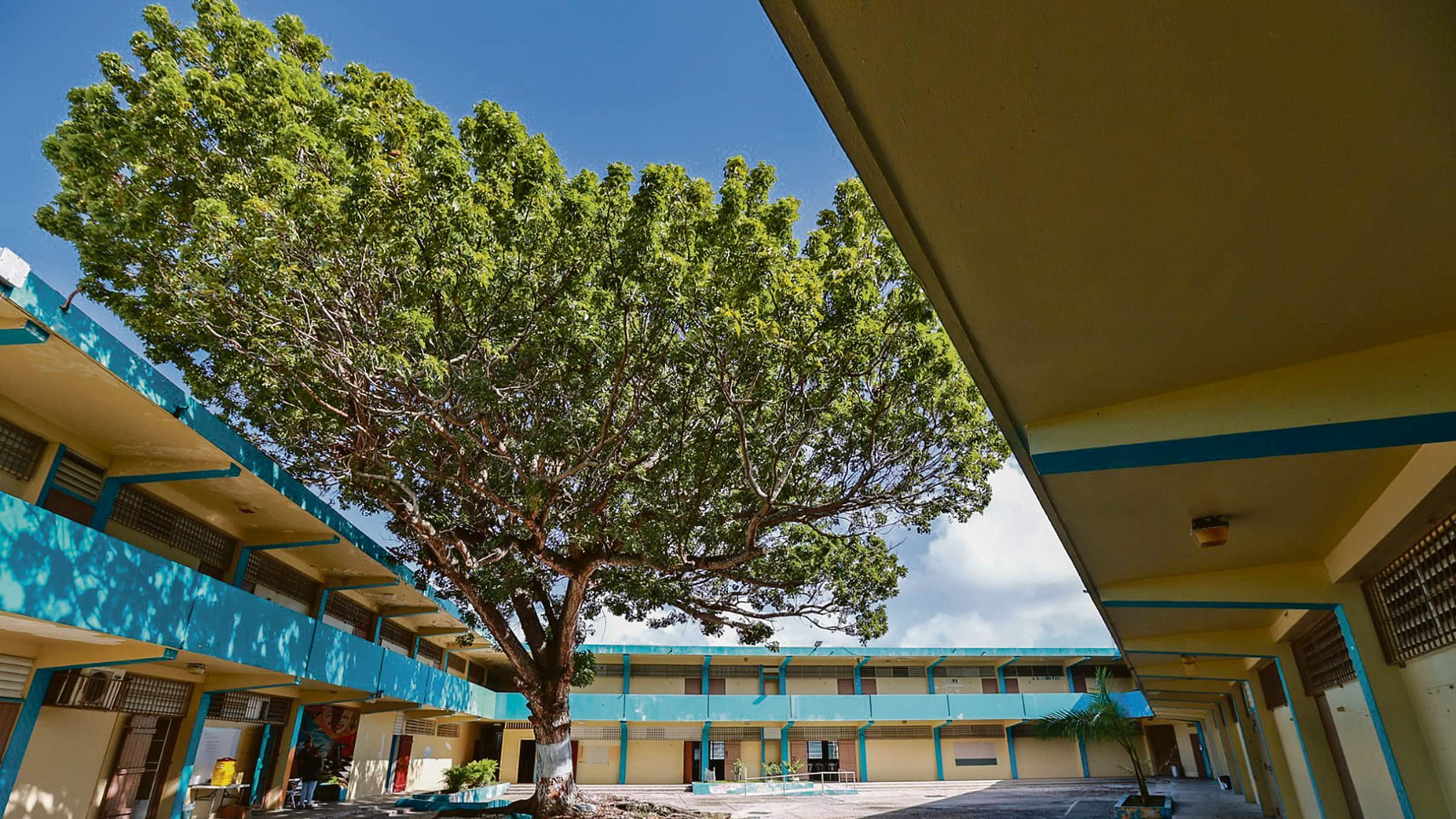 El interior de una escuela, con un árbol al centro.