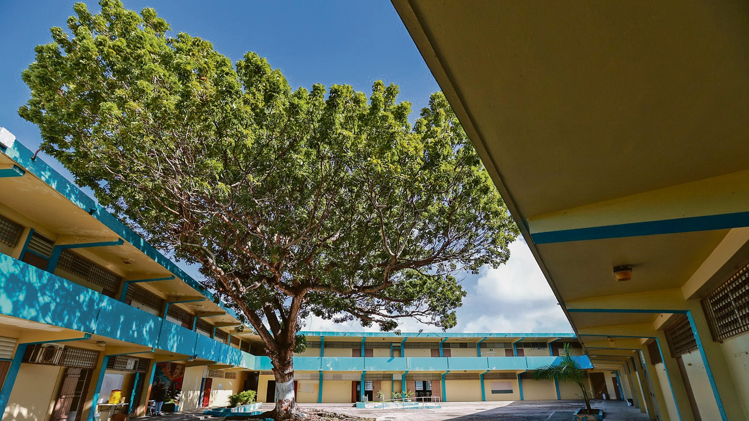 El interior de una escuela, con un árbol al centro.
