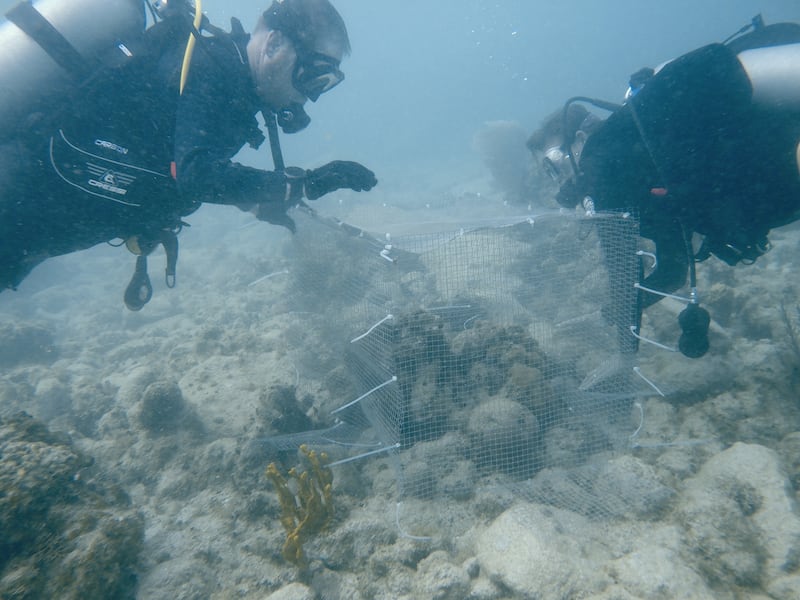 El biólogo marino Bryan Wilson (izquierda) y la directora ejecutiva de la Association of Reef Keepers, Shannon Gore Instalan una jaula submarina para confinar erizos de mar de espinas largas con fines de estudio en las Islas Vírgenes Británicas.

Foto por Freeman Rogers | The BVI Beacon