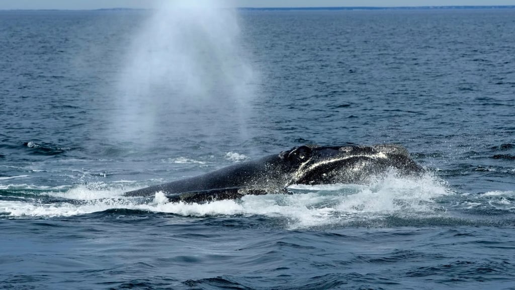 ARCHIVO – Una ballena franca del Atlántico Norte sale a la superficie en la bahía de Cape Cod en Massachusetts, el lunes 27 de marzo de 2023. (AP Foto/Robert F. Bukaty, autorización de la NOAA #21371)