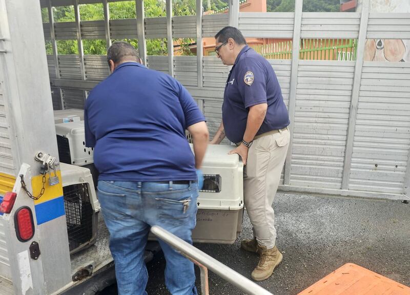 Policía remueve a 76 animales de albergue en Arecibo