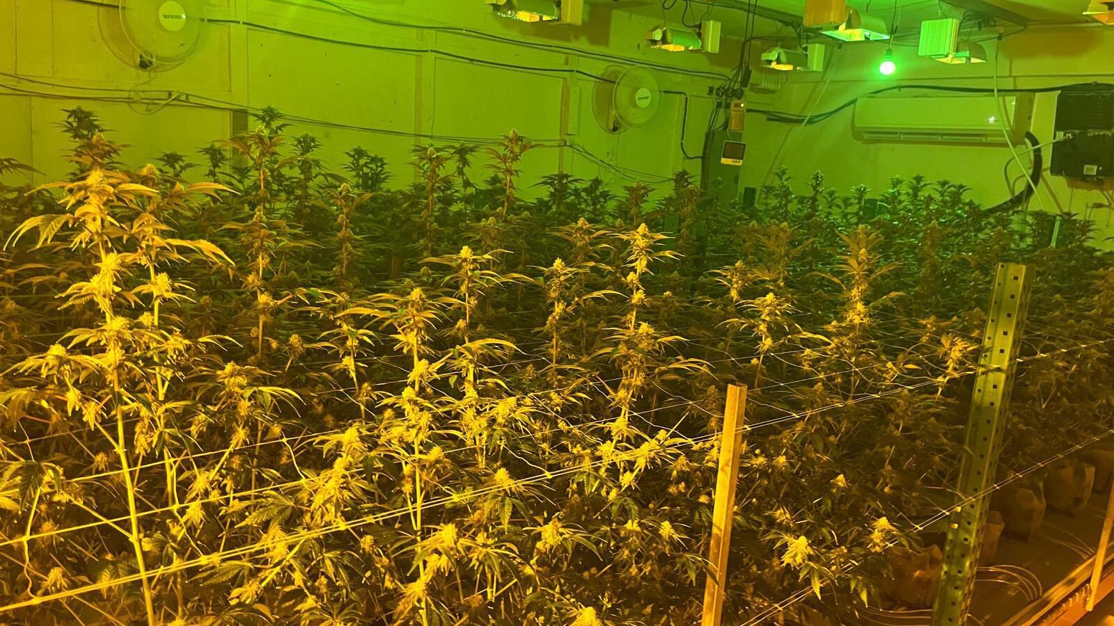 invernadero con sobre 650 plantas de marihuana en Caimito