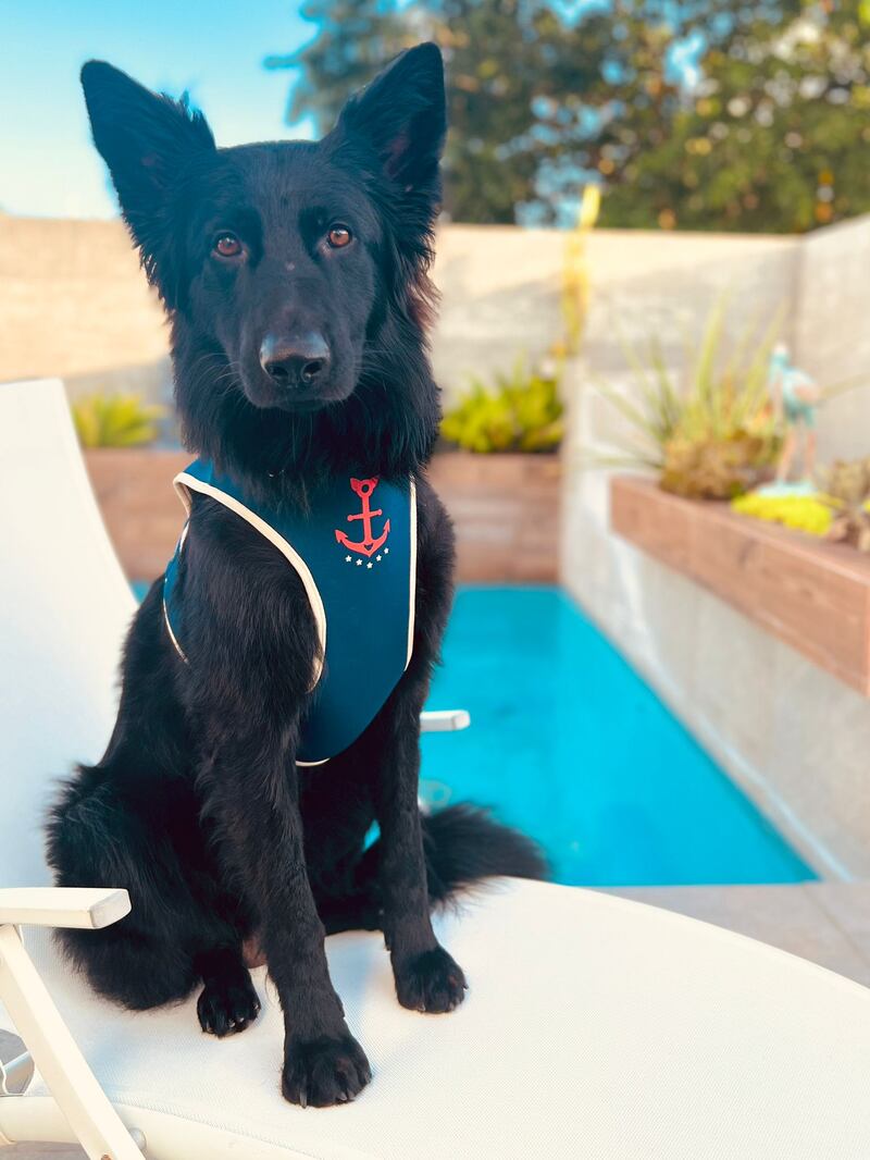 Ropa de verano para mascotas