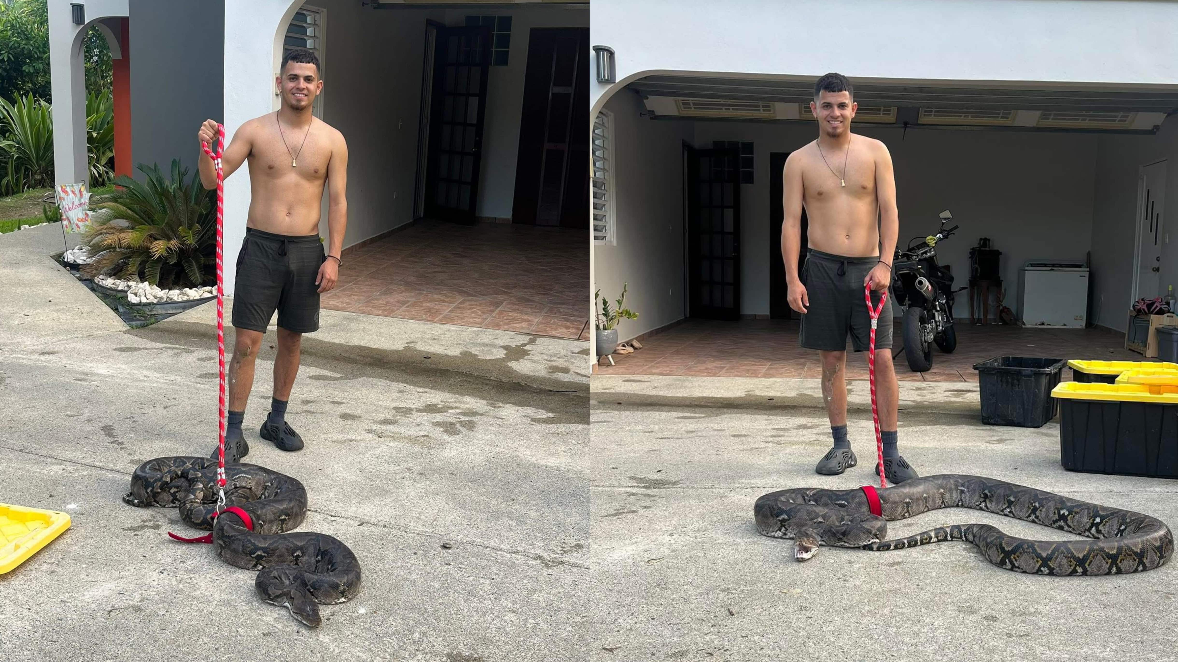 Gongo atrapa las dos culebras más grandes de Puerto Rico.