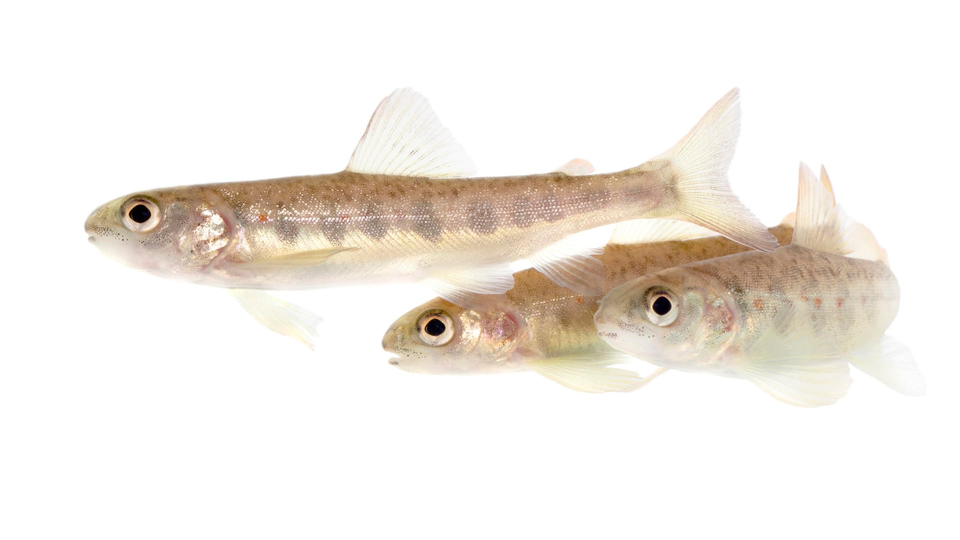 Ejemplares juveniles de salmón atlántico