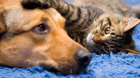 Avanza proyecto que otorga permiso laboral por muerte de mascota: comisión del Trabajo aprobó idea de legislar