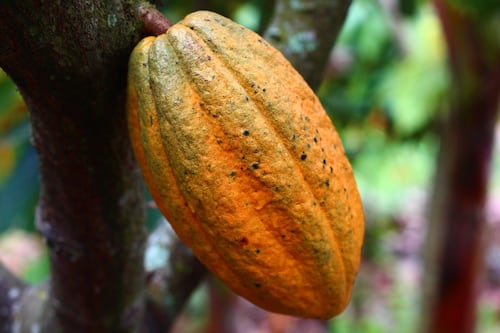 Aguada lanza la Ruta del Cacao como nueva atracción turística y agrícola