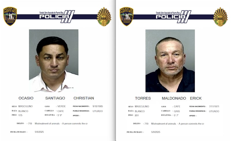 Radican cargos por agresión con gallo a juez de valla en gallera de Bayamón