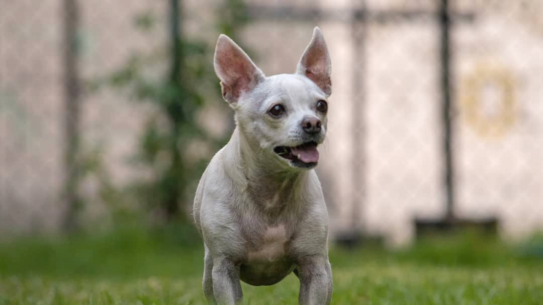¿Cómo proteger a tu mascota de esta ola de calor extremo en la CDMX?