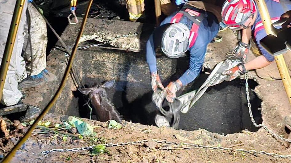 Rescatan a caballo que cayó en un pozo séptico en Canóvanas.