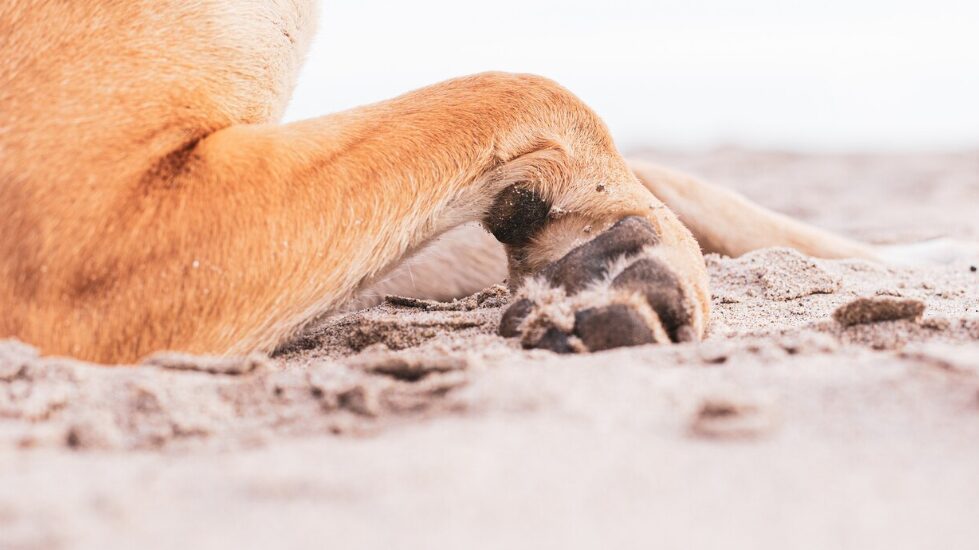Foto de las lindas patas de un perro doméstico marrón en el suelo cubierto de arena