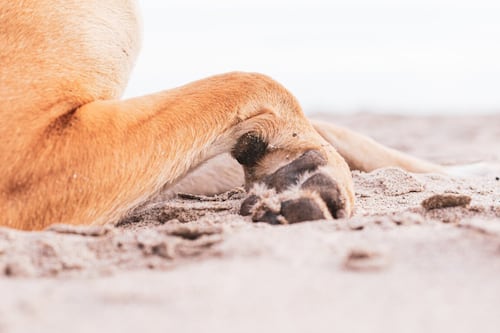 Menor sufre heridas en el rostro tras ataque de perro en San Sebastián