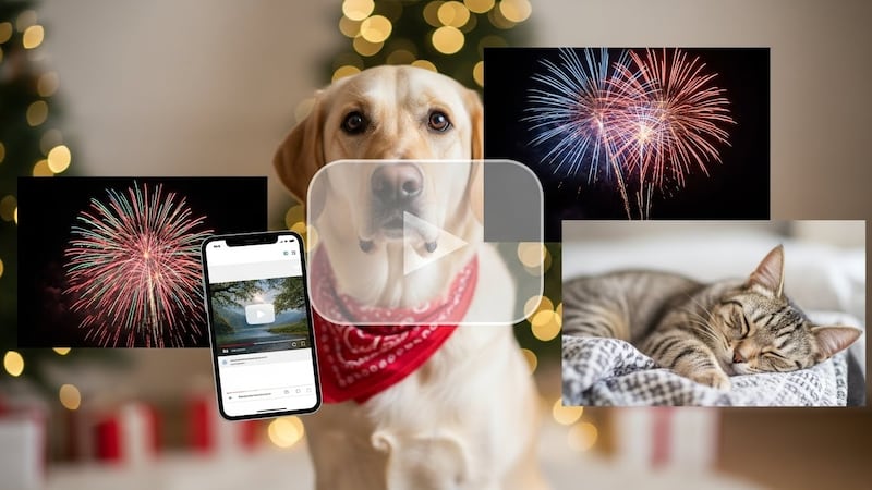 YouTube - Animales y pirotecnia