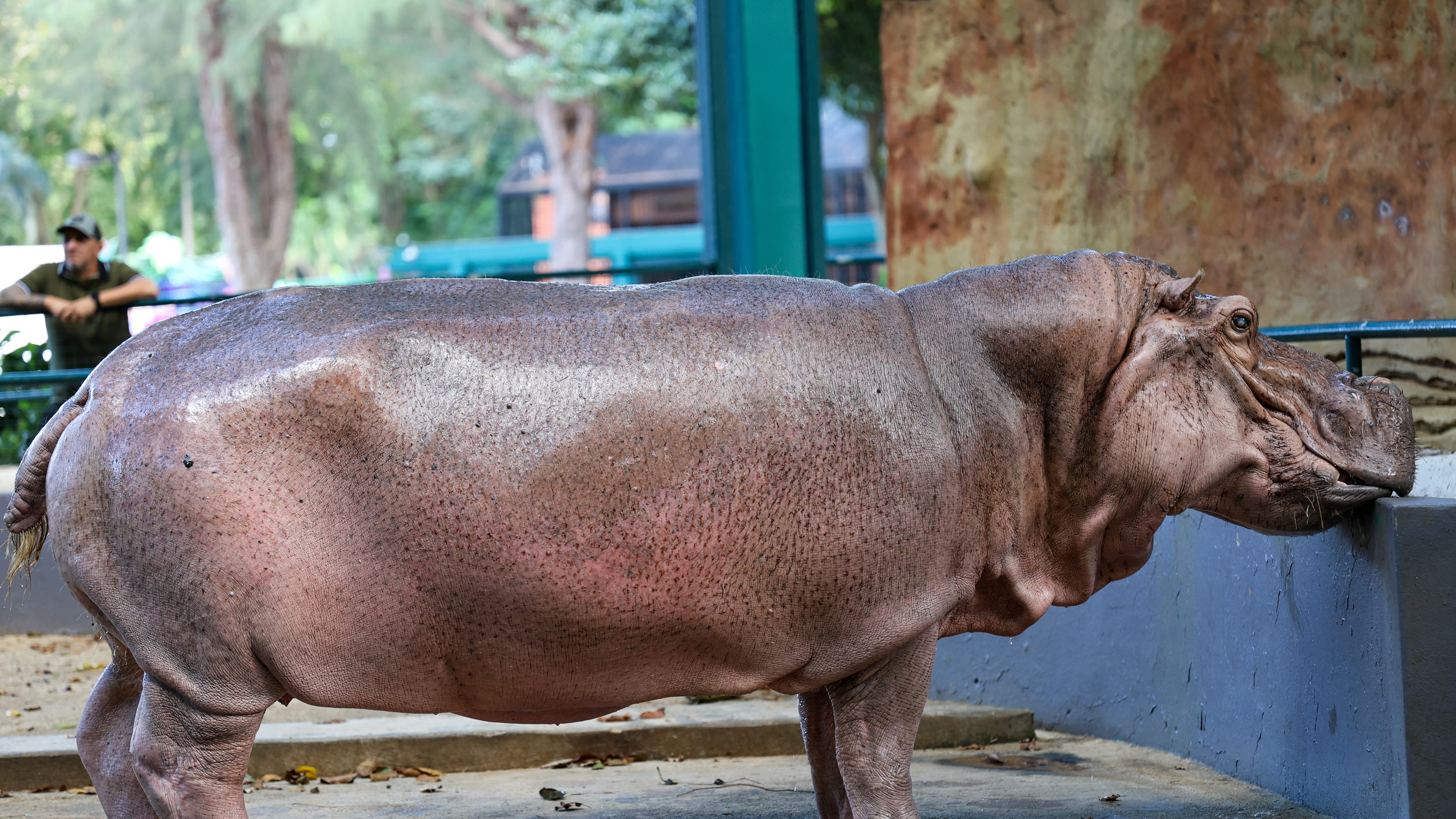 El hipopótamo más viejo del mundo vive en Puerto Rico.