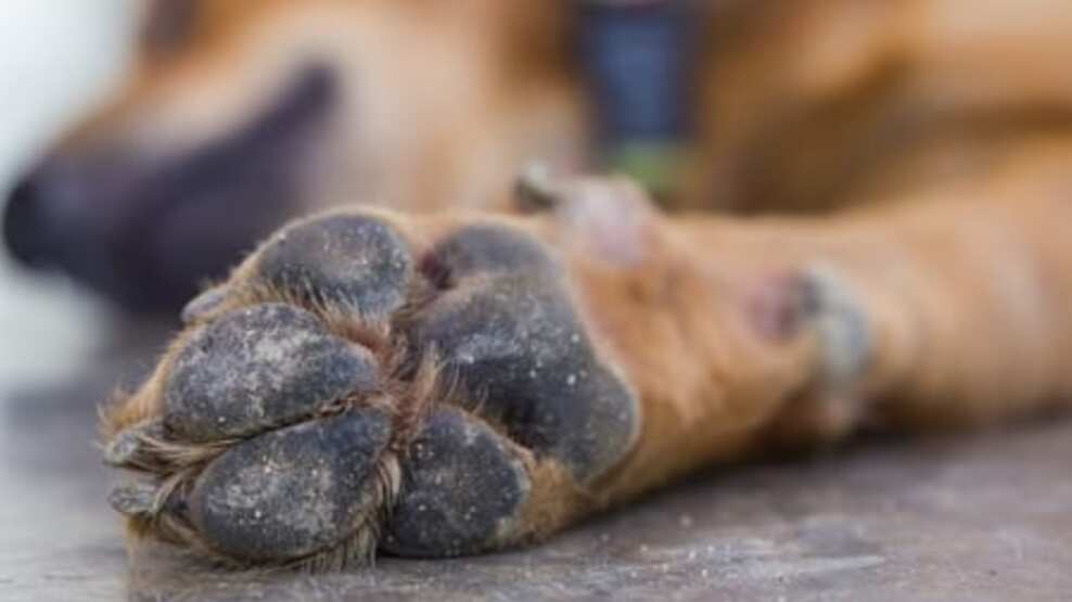 Comunidad en Amatitlán solicita apoyo para auxiliar a perrito