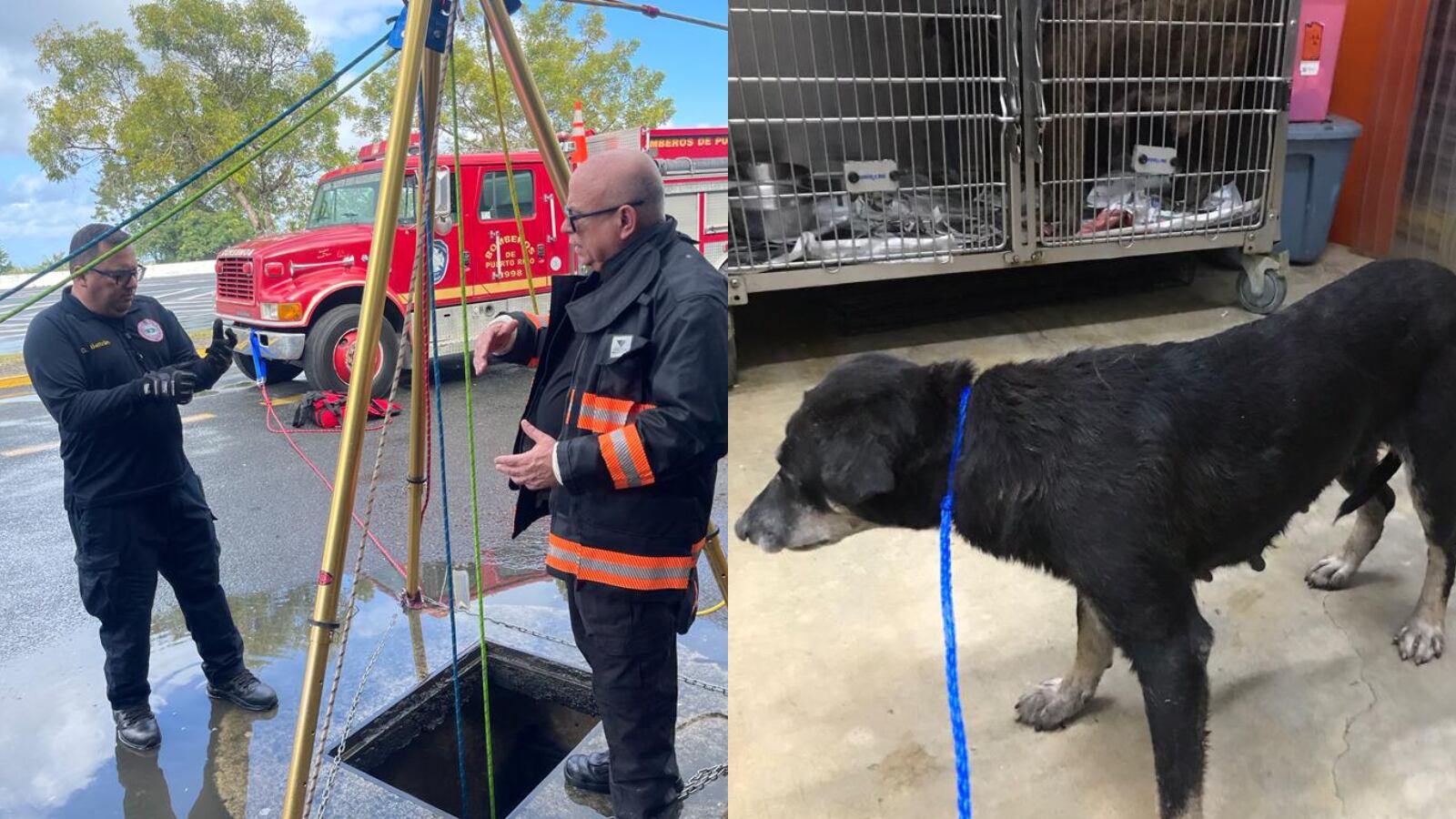 Rescatan una perrita y dos gatitos en Carolina