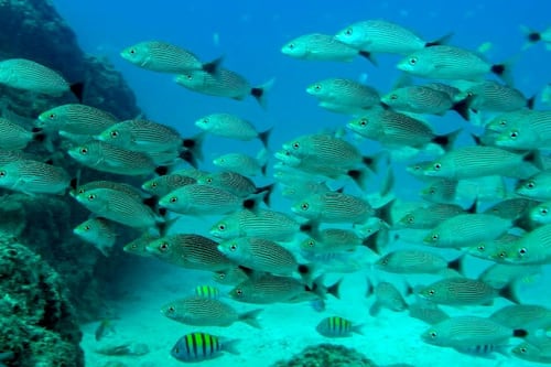 Calentamiento oceánico provoca un descenso de la cantidad de peces del 20 % anual
