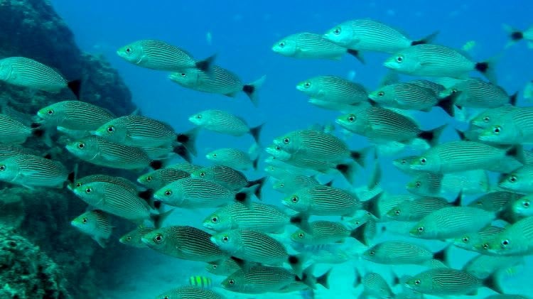 Imagen de archivo de un banco de peces. EFE/Christopher Swann
