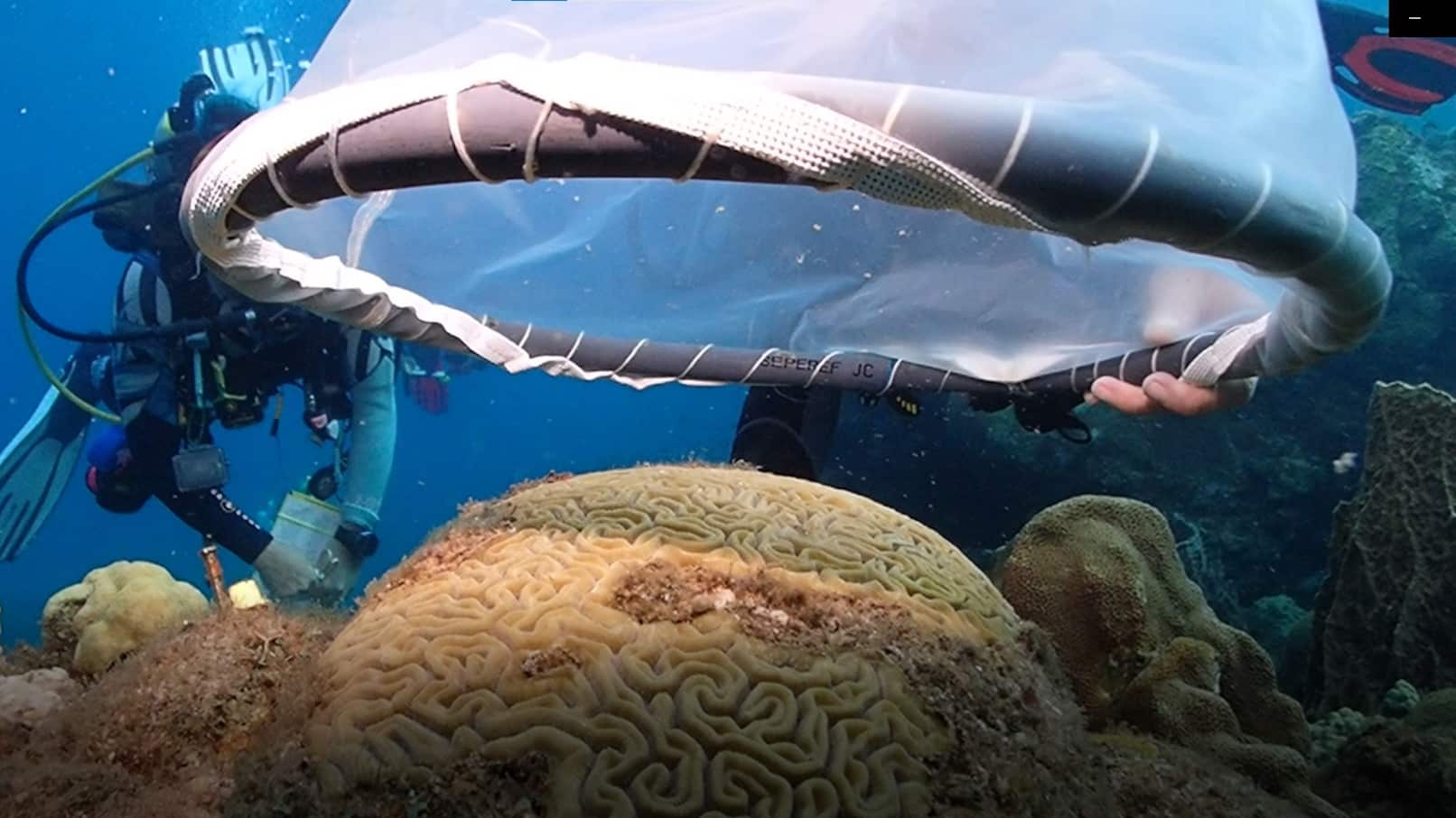 Por años, buzos de la organización sin fines de lucro IGREC Mer en Guadalupe recolectaron huevos de coral para criarlos en viveros. Pero durante el evento reciente de blanqueamiento, el proyecto se detuvo porque los corales dejaron de desovar debido al calor extremo.
Foto Mariane Aimar-Godoc | IGREC Mer