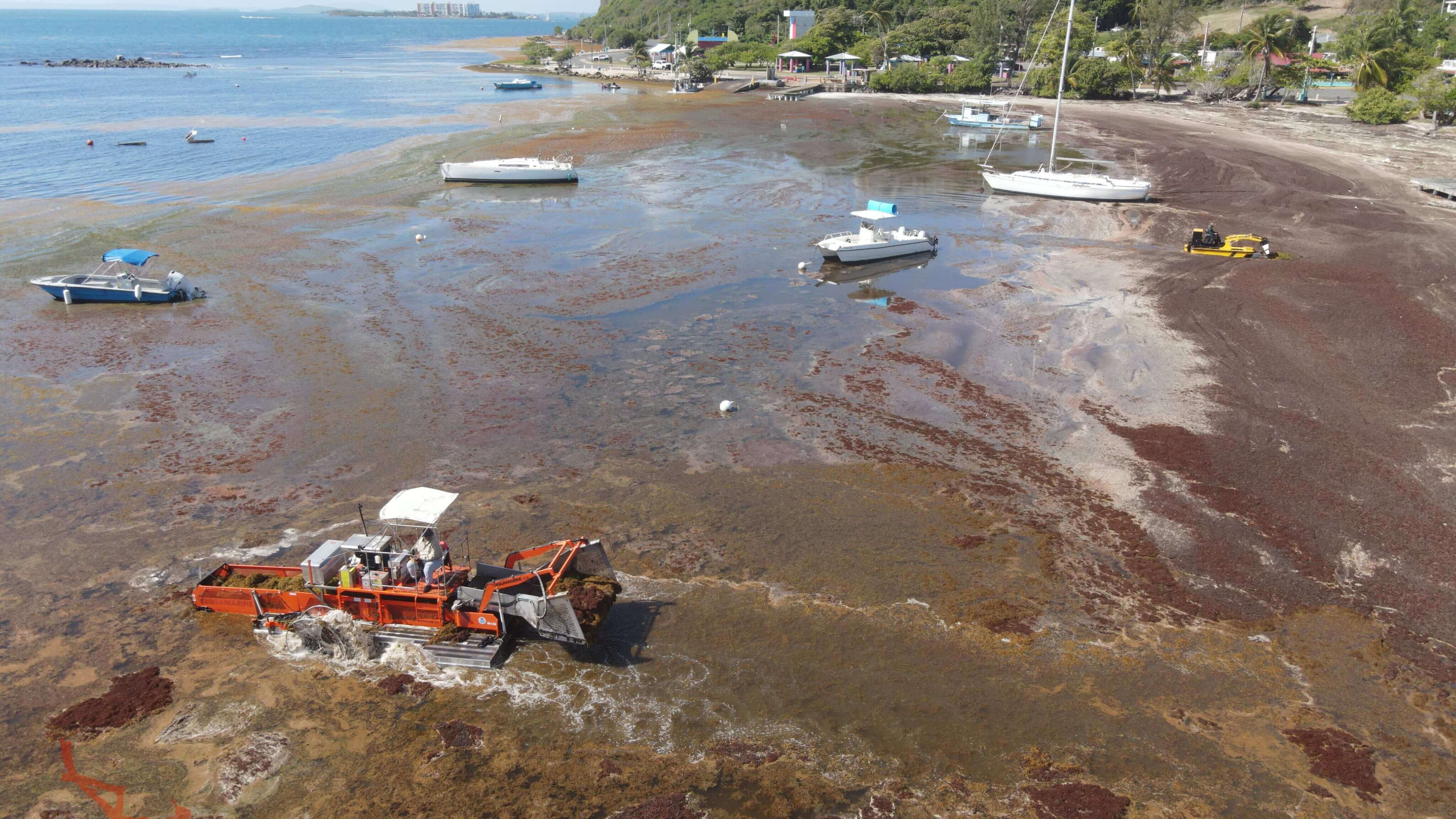 Remoción de sargazo en el área de Las Croabas, en Fajardo, por parte del Departamento de Recursos Naturales y Ambientales.