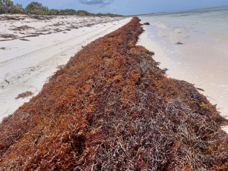 El sargazo bordea la costa en julio de 2023 en Anegada, en las Islas Vírgenes Británicas. Foto por Freeman Rogers | The BVI Beacon