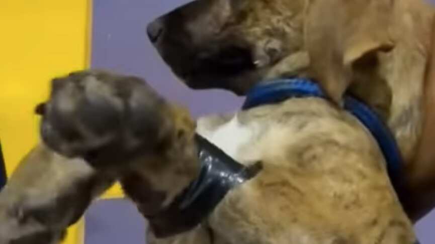 Los animales fueron amarrados de sus patas