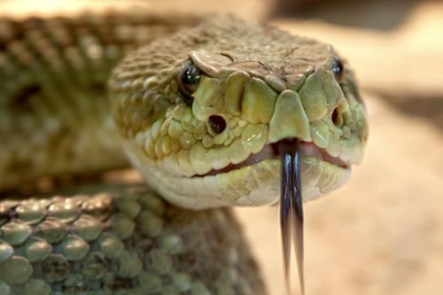 Tras dura búsqueda, descubrieron que una mujer fue tragada por una serpiente de 7 metros