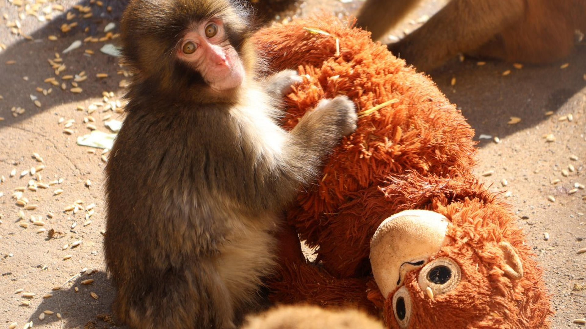 Un mono abandonado y su inseparable peluche conquistan Japón y las redes sociales