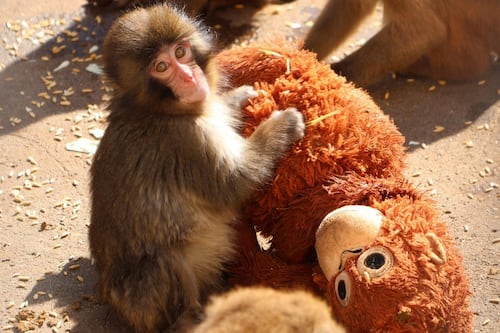 La triste razón por la que un pequeño mono no soltaba un peluche