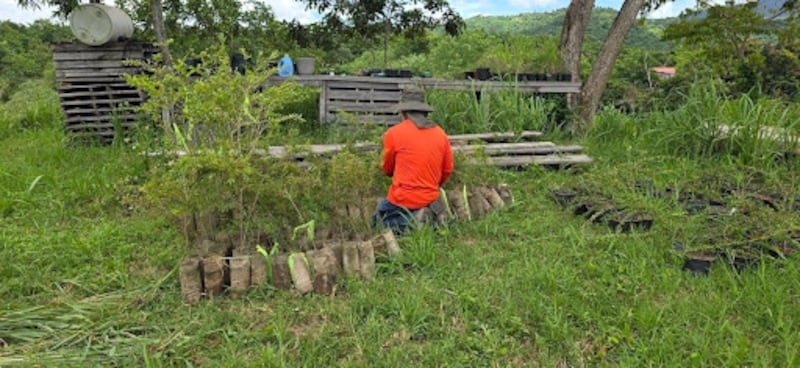 Plantas hospederas de la mariposa arlequín en Finca Guamacao en San Germán, Puerto Rico (Suministrada)