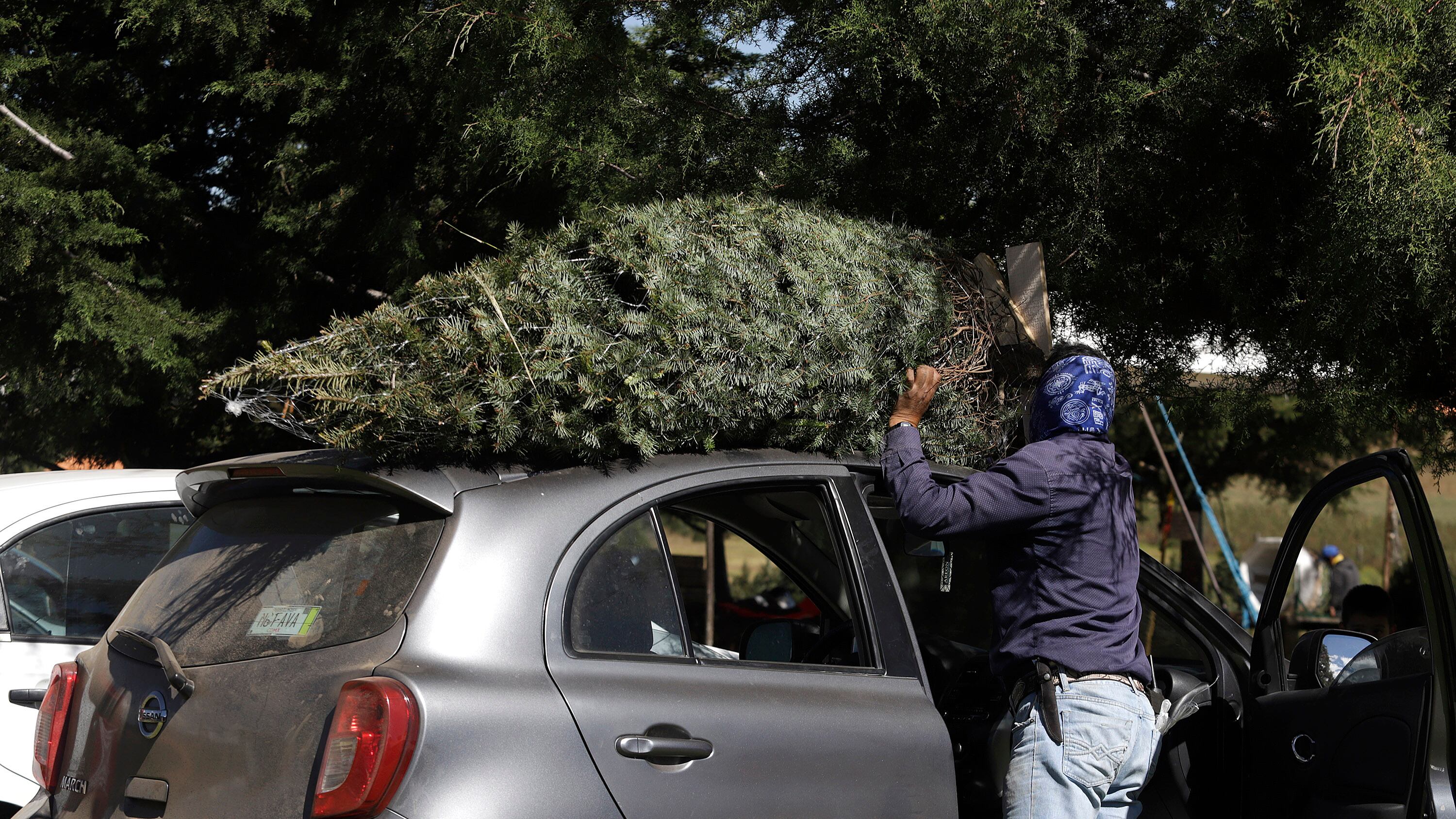 Lanzan campaña para convertirlos en composta.
