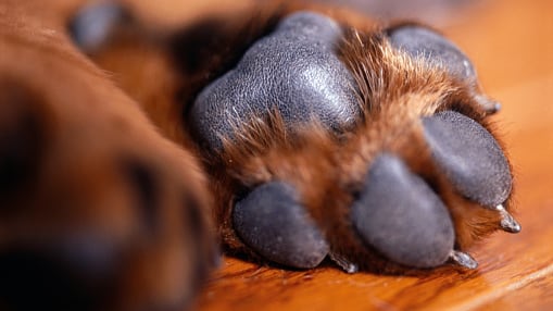 Perrito murió por ser transportado en la bodega de un bus en Antioquia.