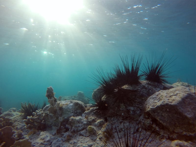 Los erizos de mar de espinas largas ayudan a mantener los arrecifes limpios al alimentarse de las algas que, de otro modo, podrían asfixiar el coral.

Foto por Mariane Aimar-Godoc | IGREC Mer